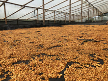 Įkelti vaizdą į galerijos rodinį, NO10 COLOMBIA LA CABANA